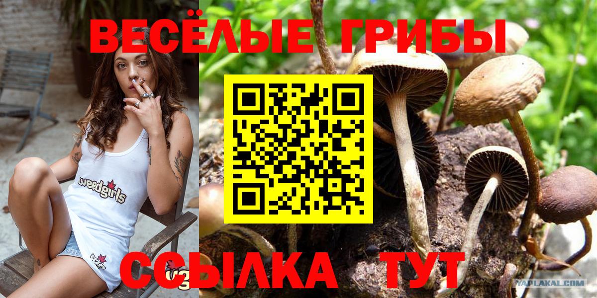 Галлюциногенные грибы Psilocybine cubensis  Заинск 