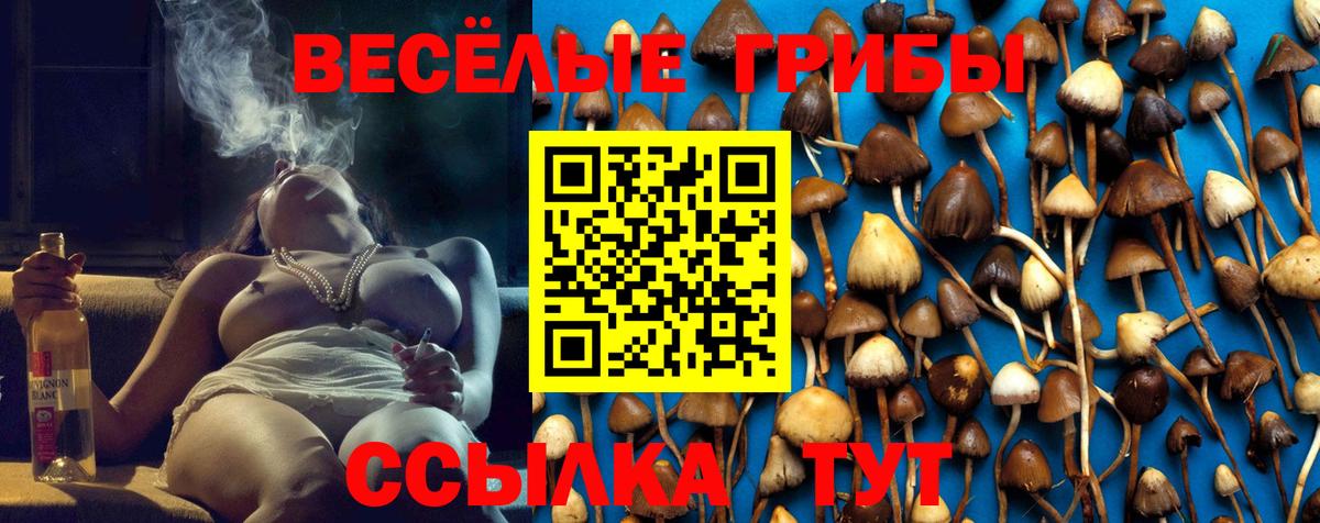 Псилоцибиновые грибы Psilocybine cubensis Заинск